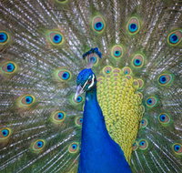 Willunga Peacock Farm Bed and Breakfast - Accommodation Ballina