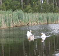 Summer Cottage - Accommodation Ballina