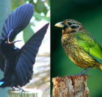 Chambers Wildlife Rainforest Lodges - Accommodation Ballina