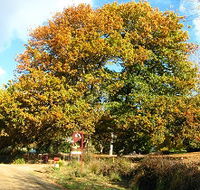 Red Rooster Host Farm