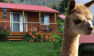 Maydena Country Cabins Accommodation & Alpaca Stud - Accommodation Ballina 1