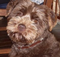 Lagoon Pocket Bed and Breakfast - Accommodation Ballina