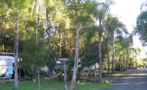 Lismore Palms Caravan Park - Accommodation Ballina 1