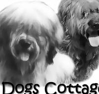2 Dogs Cottages - Accommodation Ballina