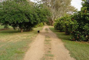 Murray Bank Holiday Units And Yabby Farm - Accommodation Ballina 5