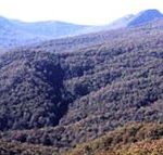 Callicoma Hill Eco-Cabins - Accommodation Ballina