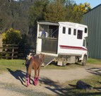 Apptrak Stud - Accommodation Ballina 1