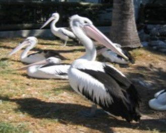 Laurieton NSW Accommodation Ballina