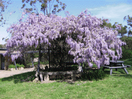 Studio Cottages Romantic Hideaway - Accommodation Ballina 5