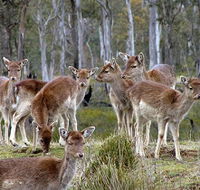 Lake Leake Chalet - Accommodation Ballina
