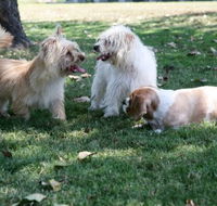 Durack Pet Motel - Accommodation Ballina