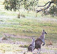 Kangaroo Ridge Retreat - Accommodation Ballina