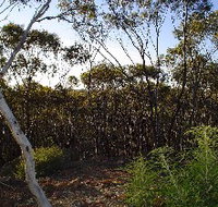 Lions Dryandra Woodlands Village - Accommodation Ballina
