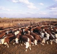 Bond Springs Outback Retreat - Accommodation Ballina