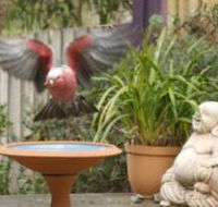 Wattle Court  Retreat - Accommodation Ballina