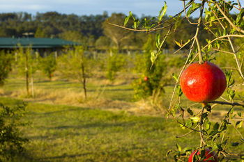 Talga Estate - Accommodation Ballina 25
