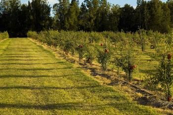 Talga Estate - Accommodation Ballina 45