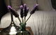 Lilies Luxury Retreats - thumb 51