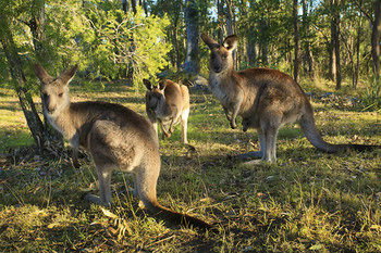 Eagleview Resort - Accommodation Ballina 56