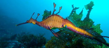 Bella Villas Of Jervis Bay - Accommodation Ballina 12