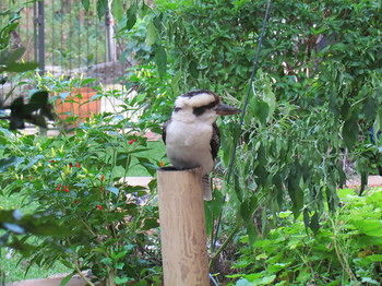 Amytis Gardens Retreat Spa And Cooking School - Accommodation Ballina 3