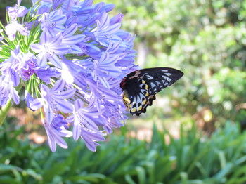 Amytis Gardens Retreat Spa And Cooking School - Accommodation Ballina 4