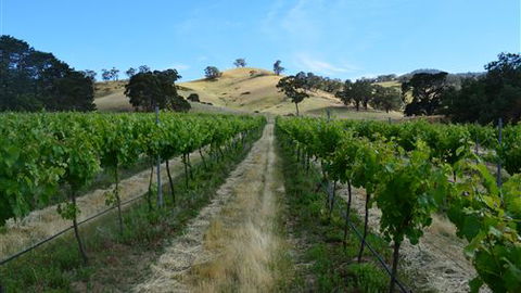 Blue House At Mountainside Wines - Accommodation Ballina 1