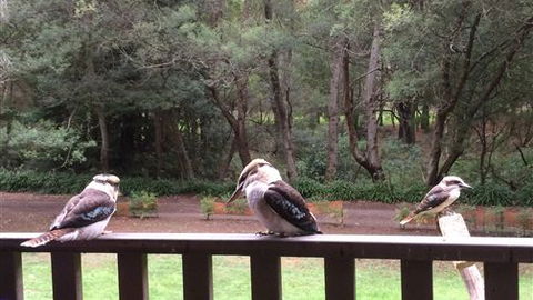 Wildwood Retreat - Accommodation Ballina 1