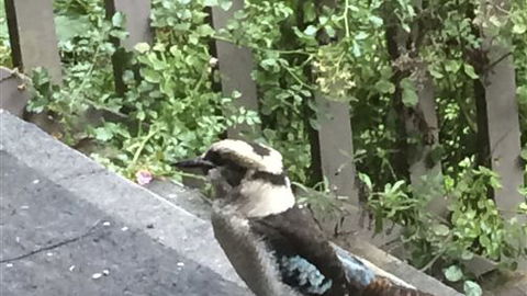 Wildwood Retreat - Accommodation Ballina 3