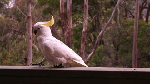 Heavenly Retreat - Accommodation Ballina 5