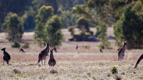Wartook Rise Mudbrick Cabins - Accommodation Ballina 1