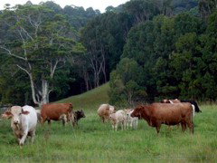 Mooyabil Farm Holidays - Accommodation Ballina 3
