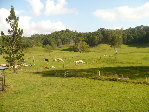 Mooyabil Farm Holidays - Accommodation Ballina 6