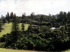 Poinciana Cottages - Accommodation Ballina 4