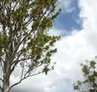 Glen Villa Resort and Tourist Park Casino