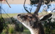 Joalah Holiday Park - Accommodation Ballina 1