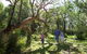Port Stephens Treescape - thumb 4