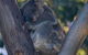 Port Stephens Treescape - thumb 5