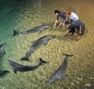 Tangalooma Wild Dolphin Resort - Accommodation Ballina