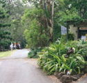 Tamborine Mountain Caravan  Camping - Accommodation Ballina