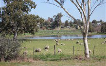 Yamba Farmstay - Accommodation Ballina 5