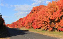 Yamba Farmstay - Accommodation Ballina 4