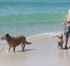 A Paradise Bungalow Waterfront - Accommodation Ballina