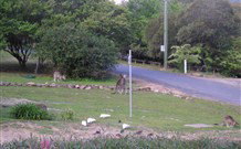 Calurla Chalets And Cottages - Accommodation Ballina 2