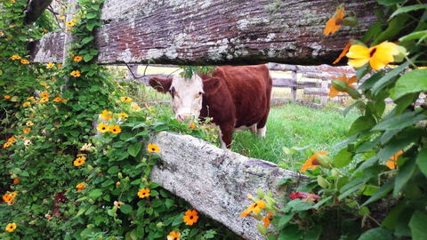 Fairview Farm Cottages - Accommodation Ballina 4