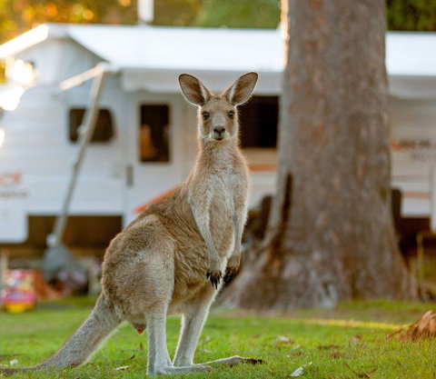 BIG4 Sunshine South West Rocks Holiday Park - Accommodation Ballina 5