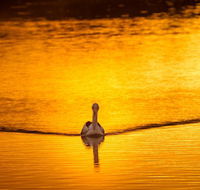 River Shack Rentals - Living the Dream - Accommodation Ballina