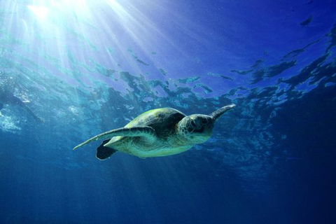 Mackerel Islands - Accommodation Ballina 6