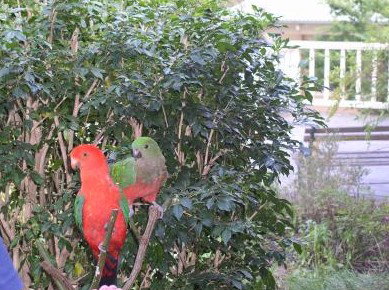 Kemeys At Mandalong - Accommodation Ballina 5