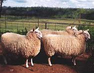 Camerons Farmstay - Accommodation Ballina 2